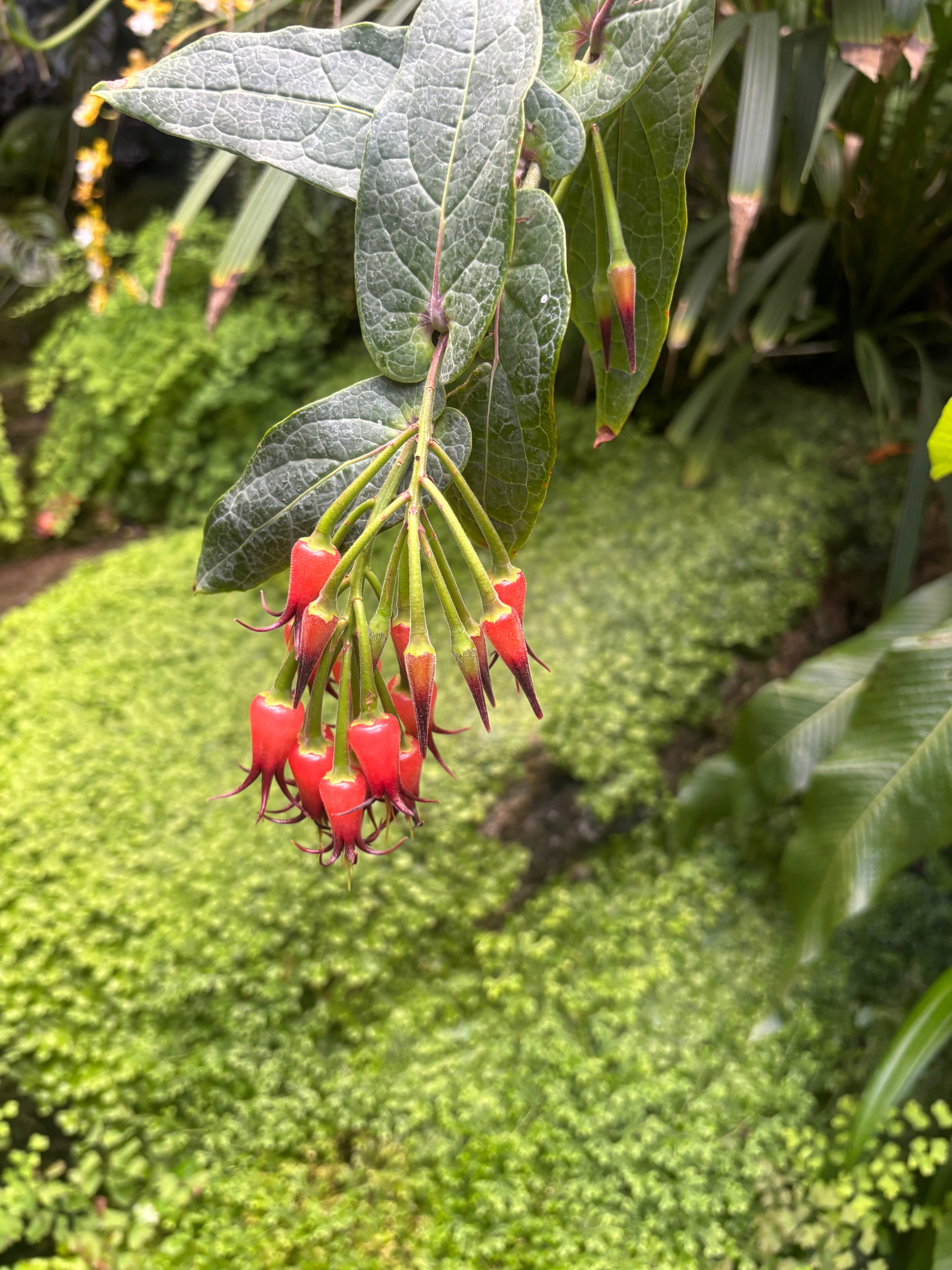 Blueberries (Ericaceae)