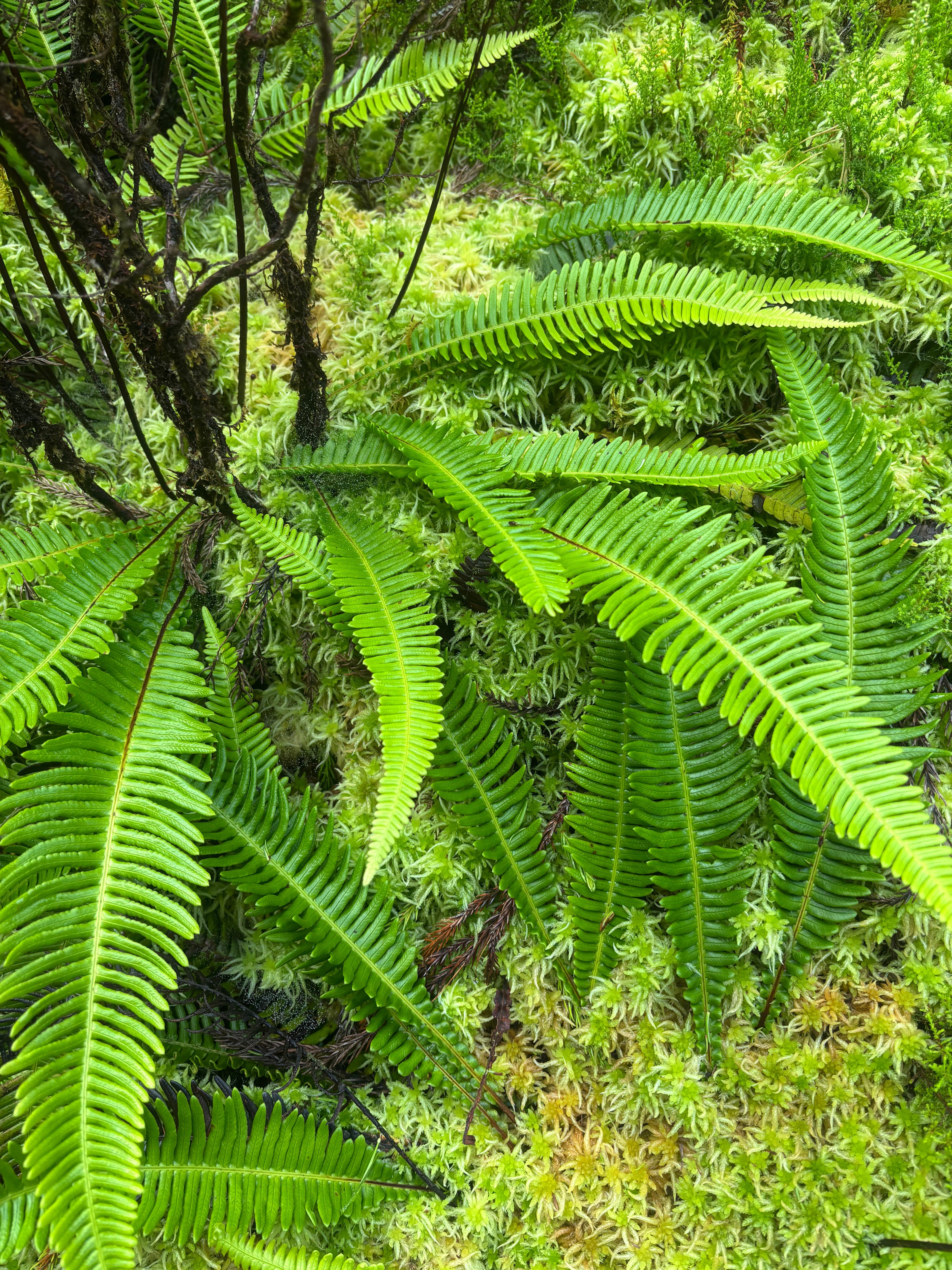 Ferns