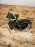 Ardisia species