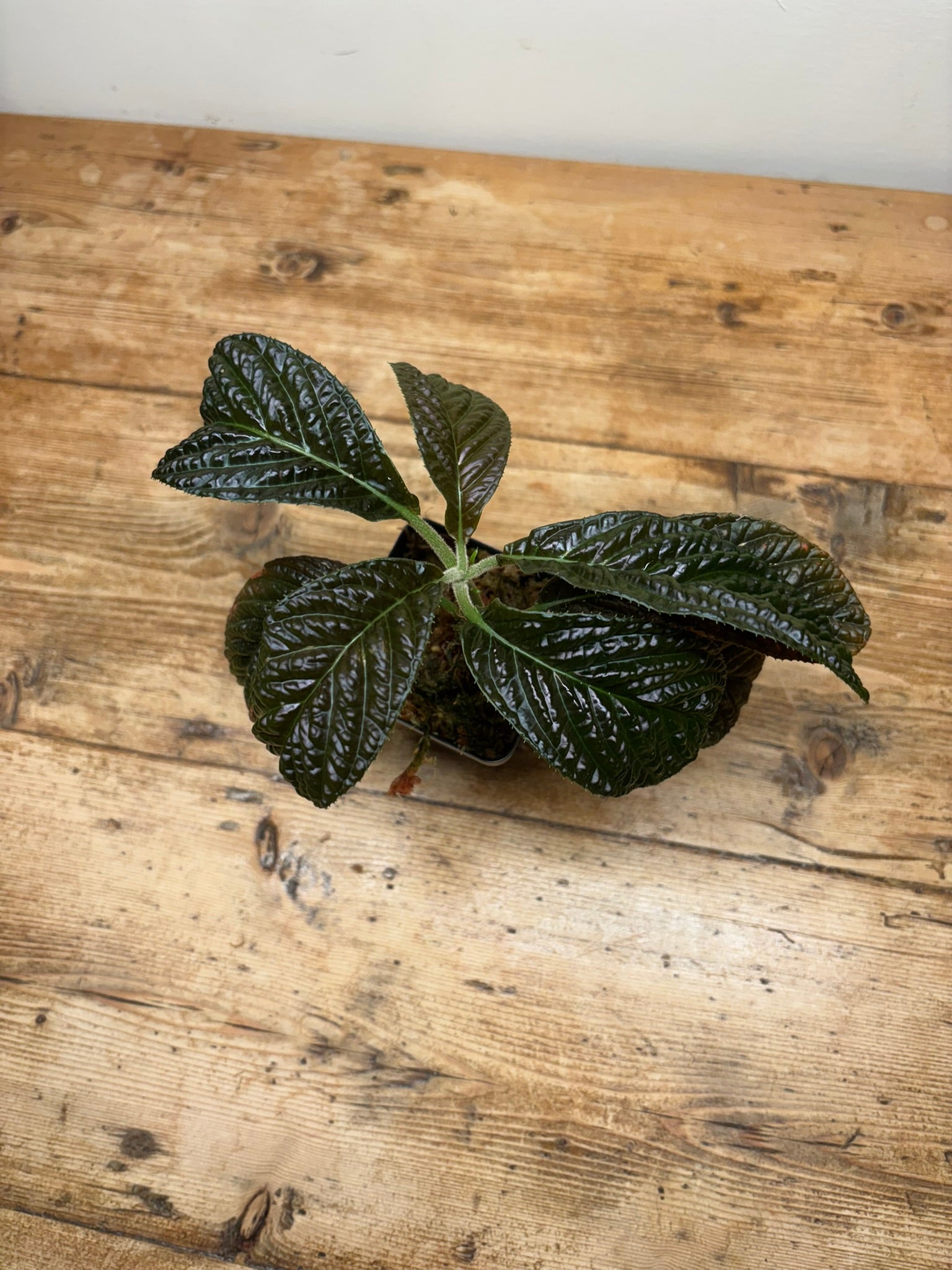 Ardisia species