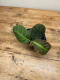 Labisia species