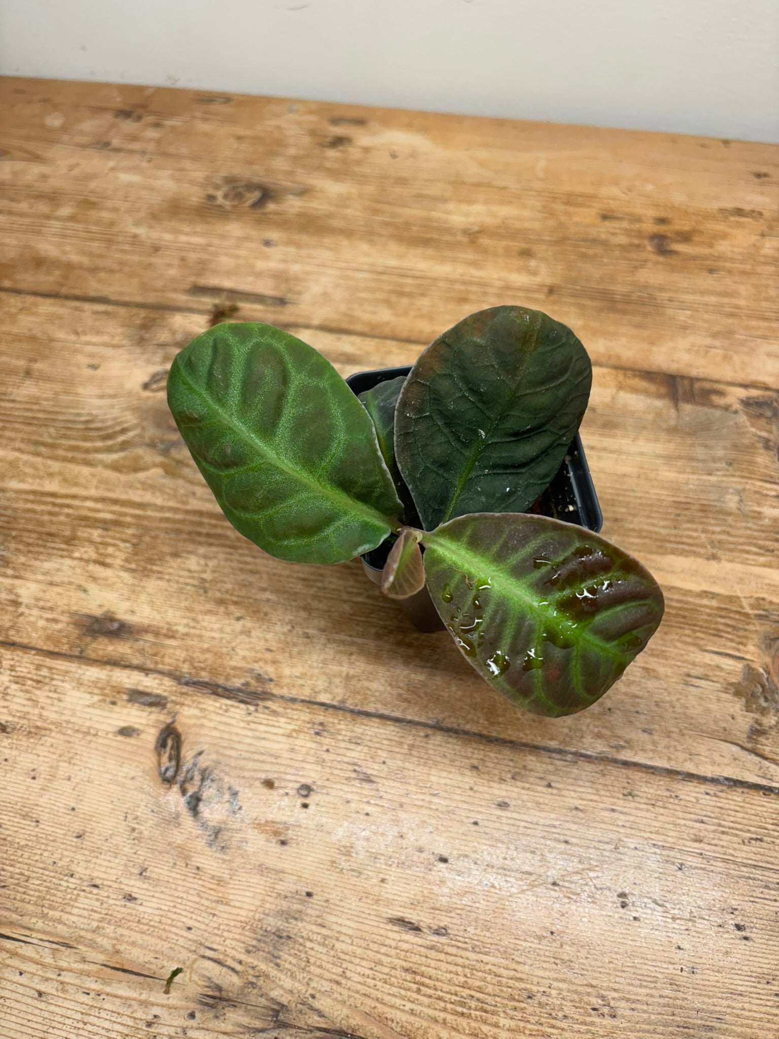 Labisia species