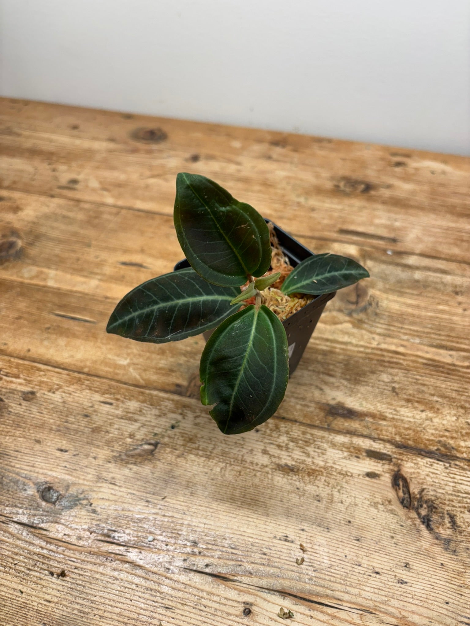 Pachycentria pulverulenta