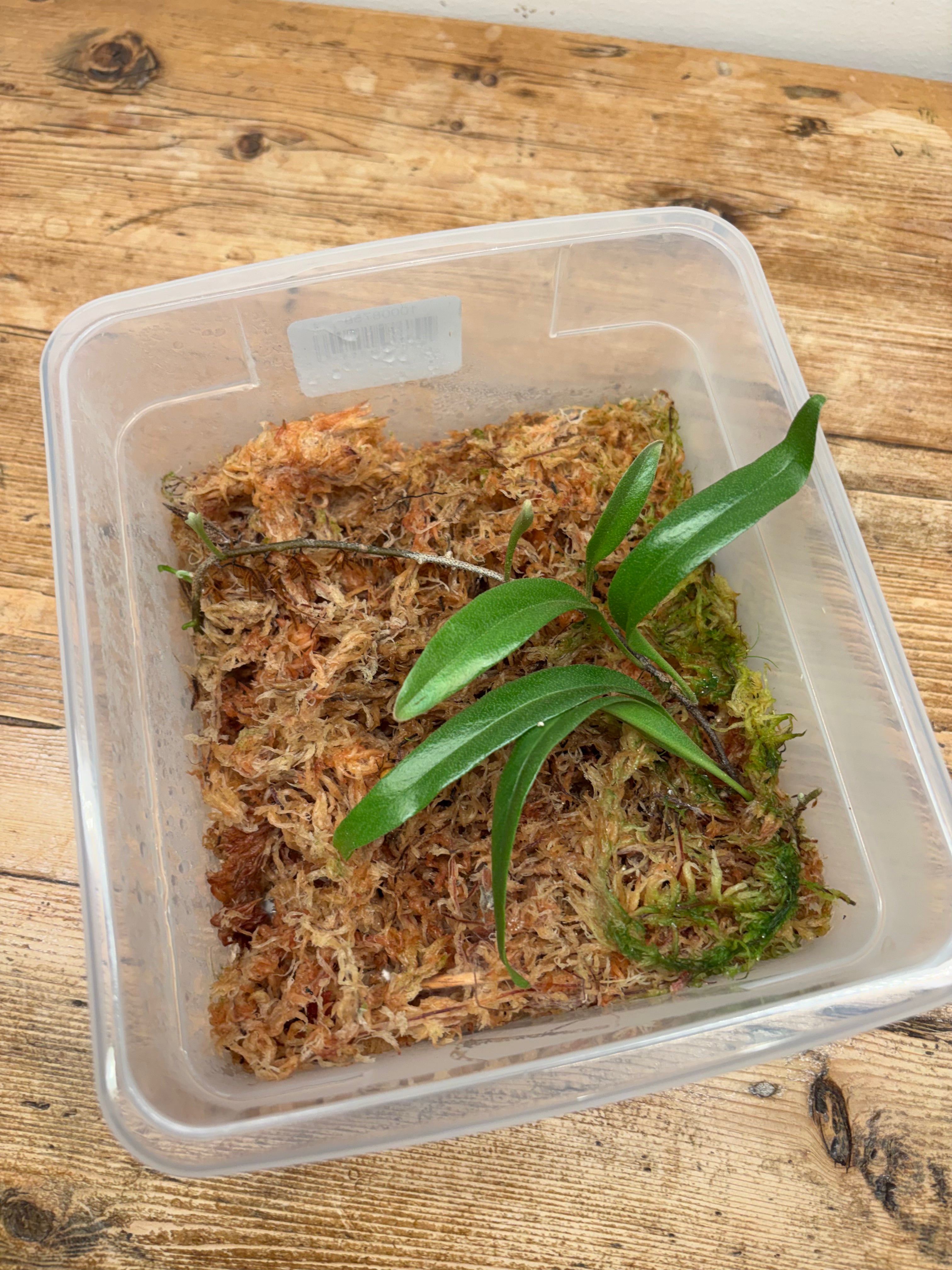 Fern sp. (Seychelles)