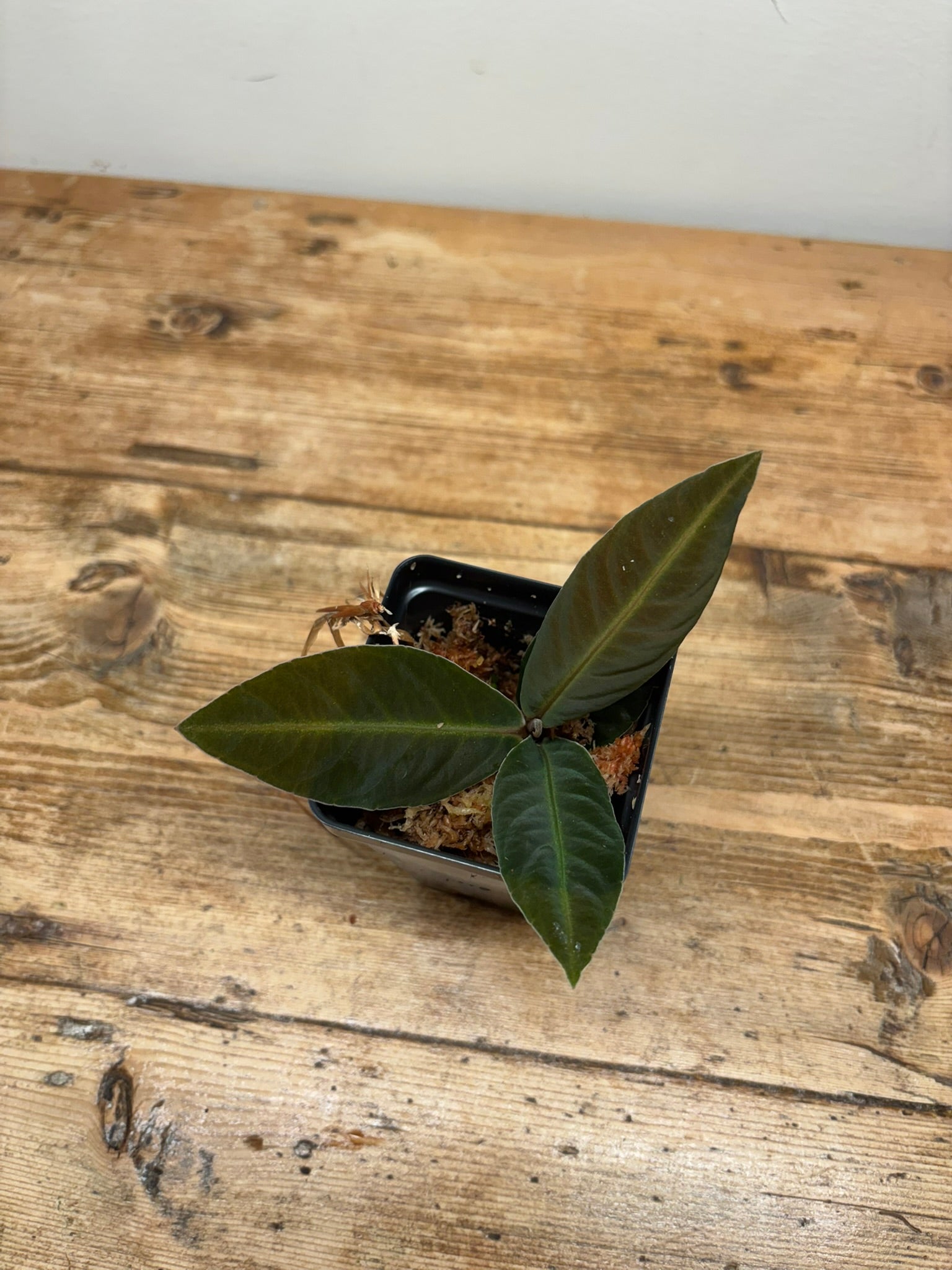 Labisia species 'Stardust'