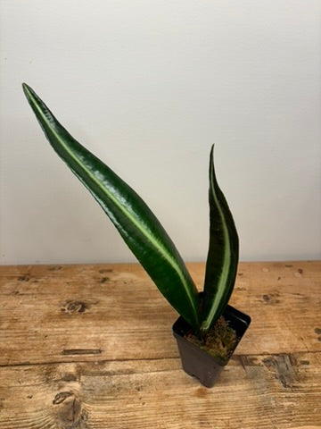 Labisia species