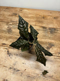 Ardisia species 'Bronze’