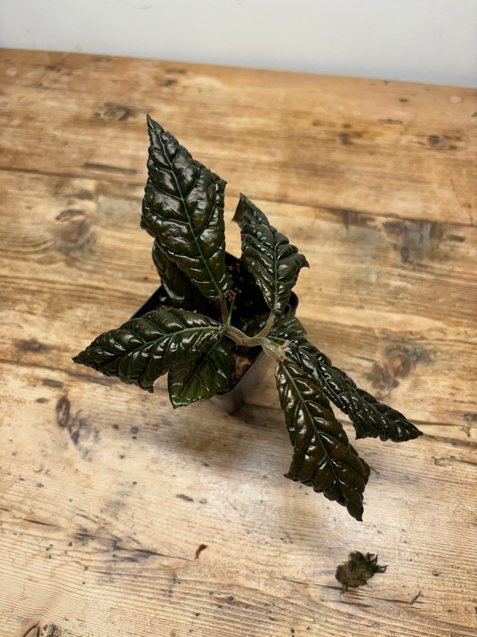 Ardisia species 'Bronze’