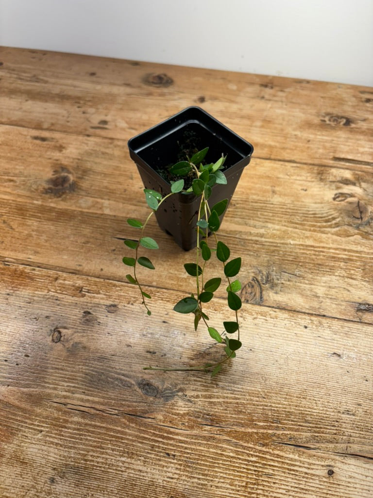 Sphyrospermum species