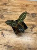 Emblemantha urulata