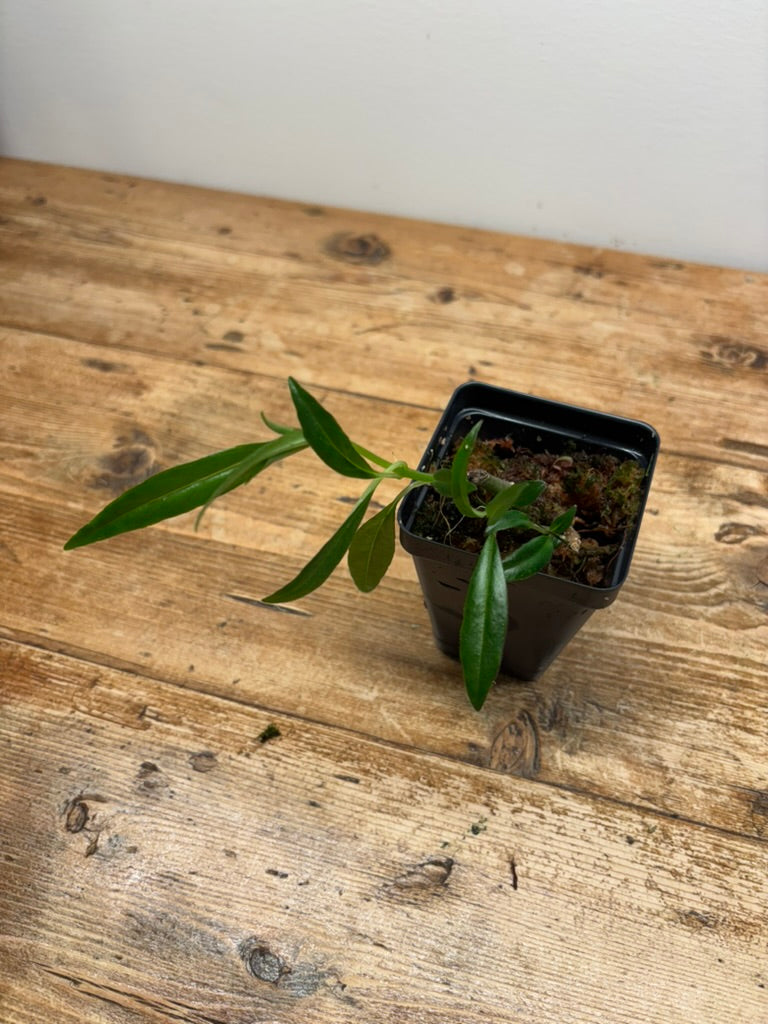 Columnea crassifolia