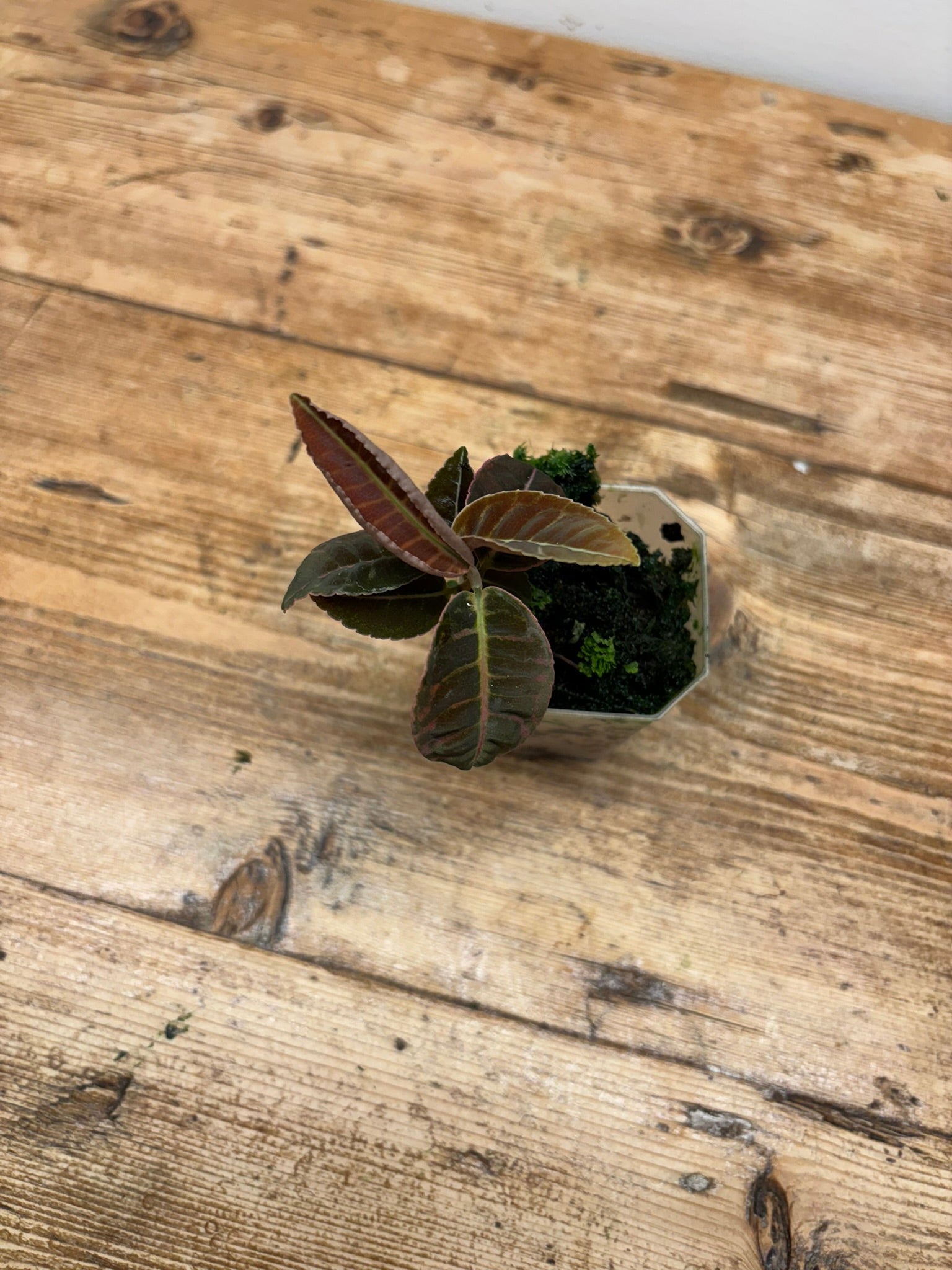 Emblemantha urnulata (Orange)