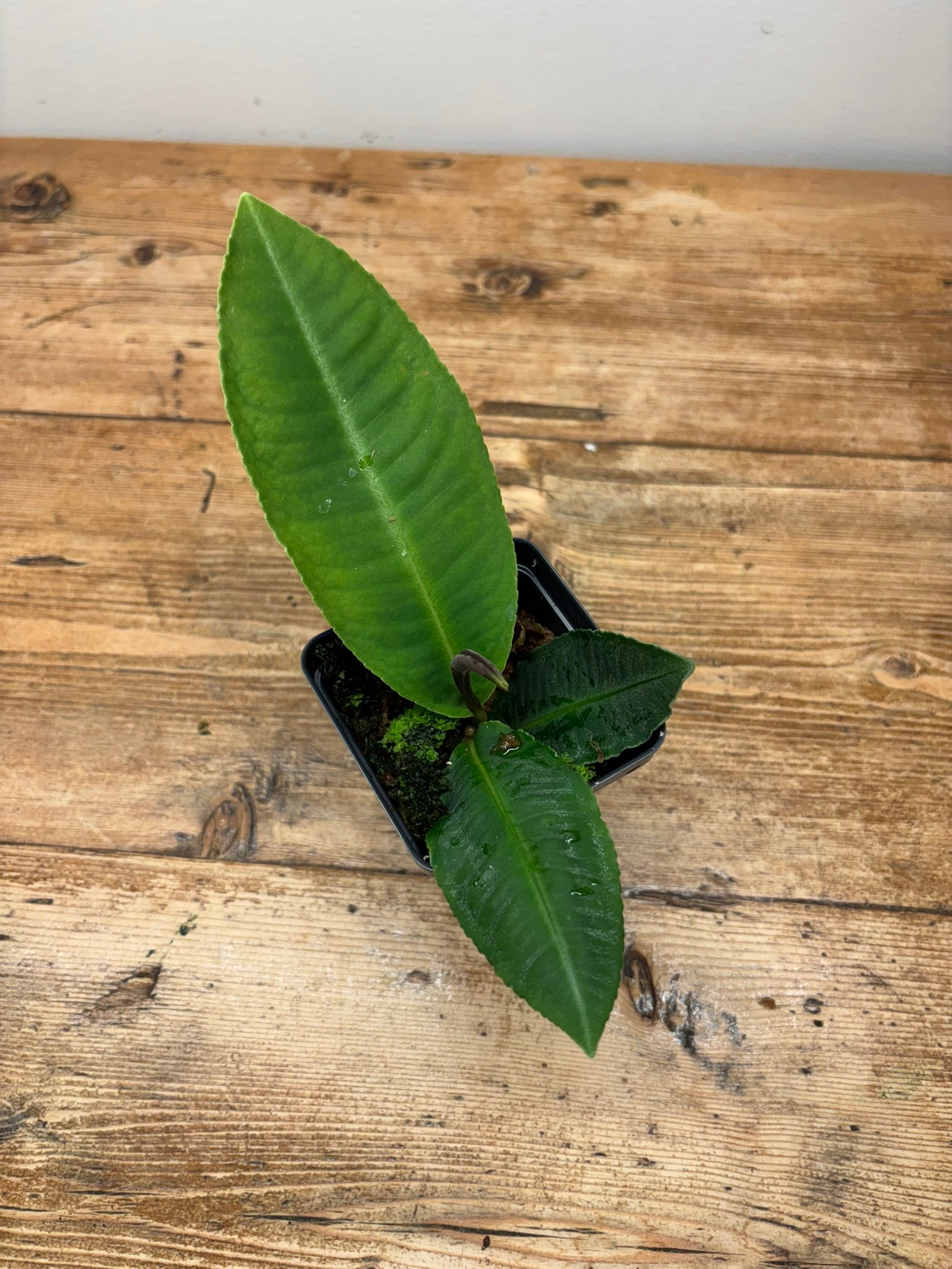 Emblemantha urnulata ‘Delicate Pattern’