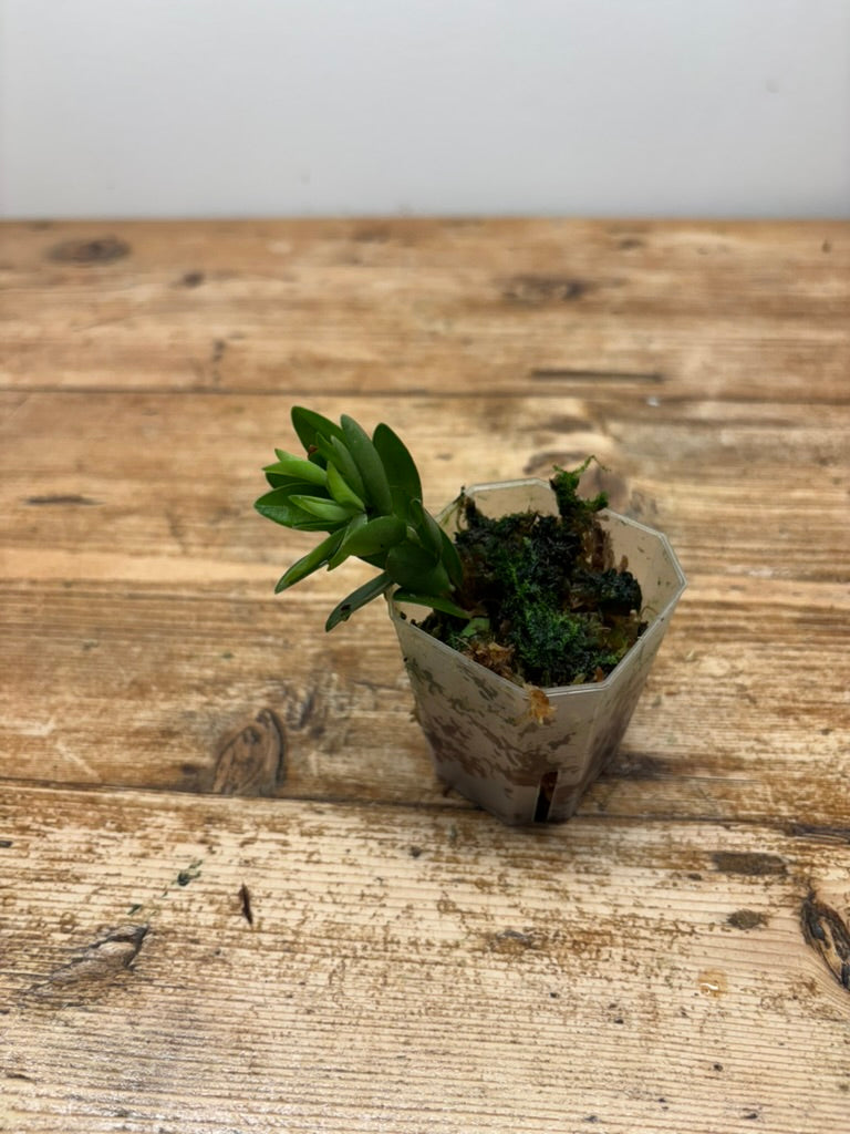 Disterigma agathosmoides