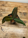 Labisia species 'Stardust'