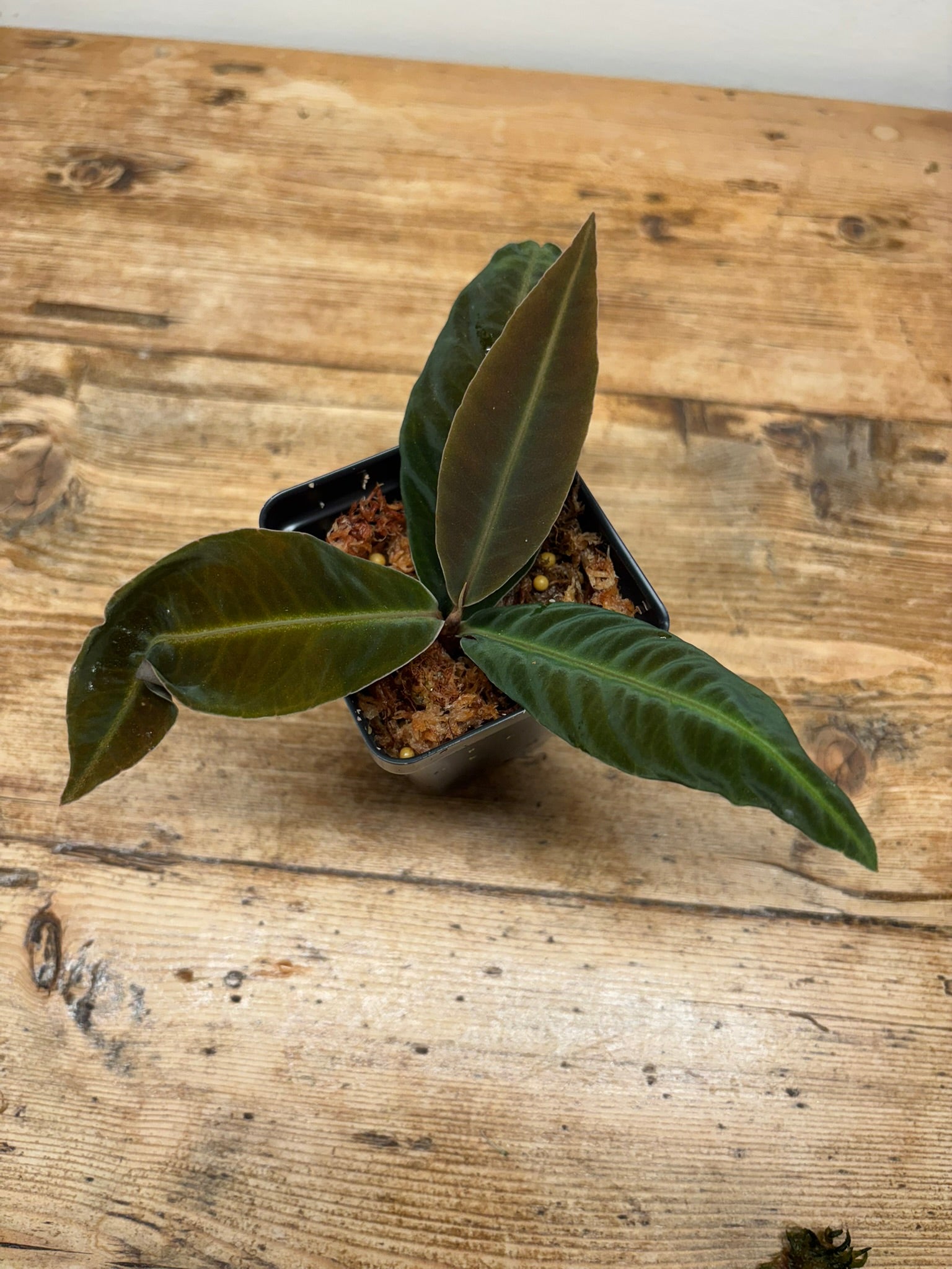 Labisia species 'Stardust'