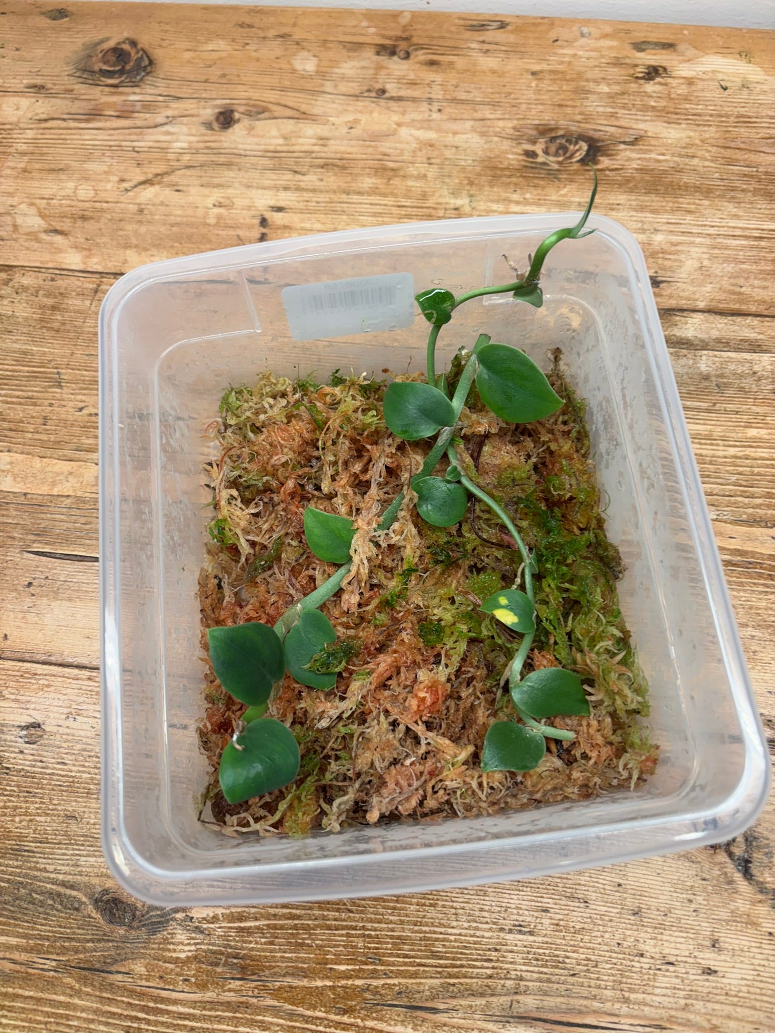 Rhaphidophora hongkongensis