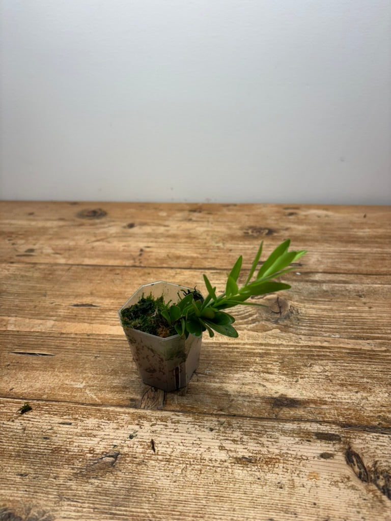 Disterigma agathosmoides