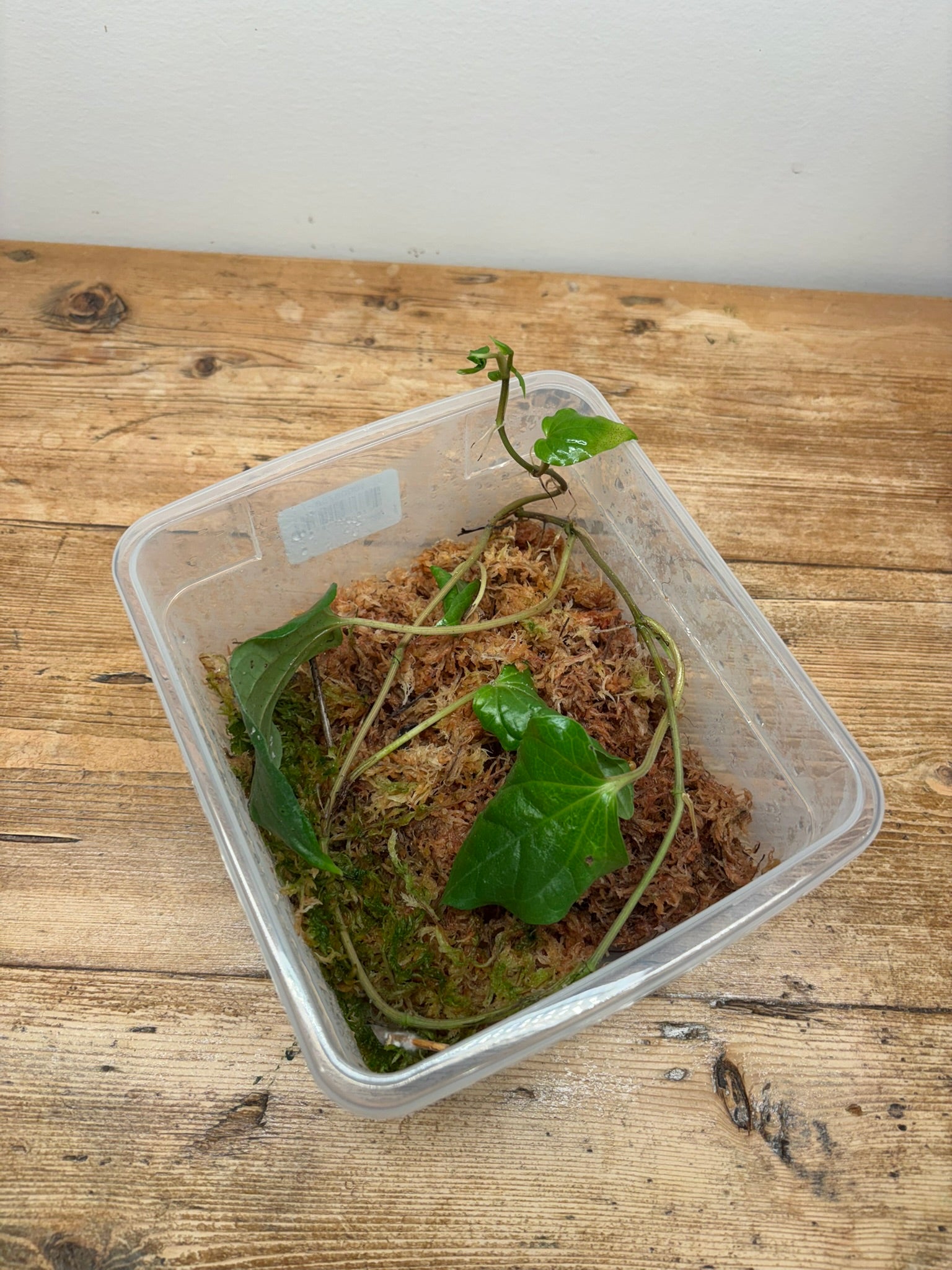 Piper sp. (East Java)