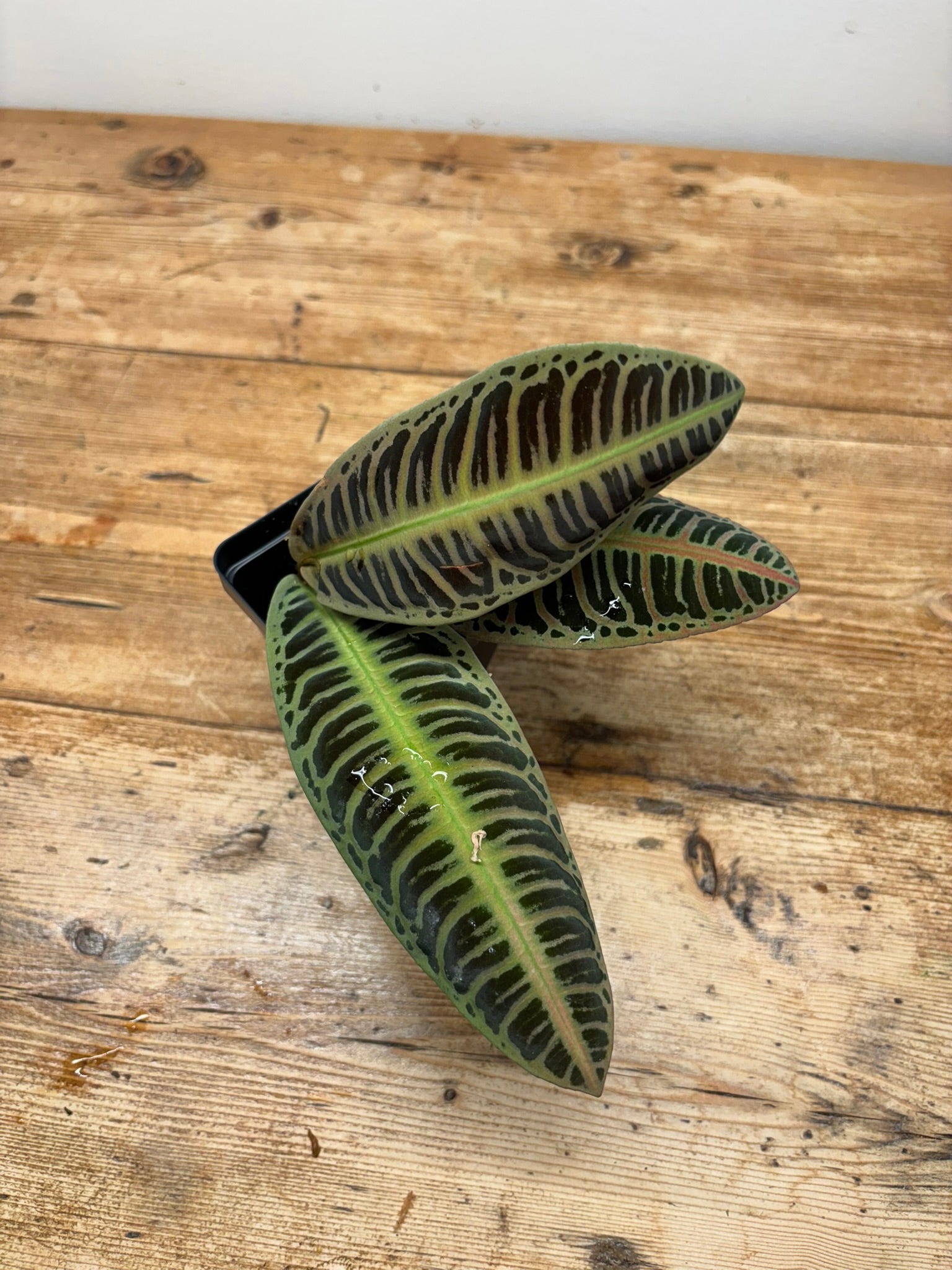 Emblemantha urnulata ‘Pink Fishbone’ (Riau)