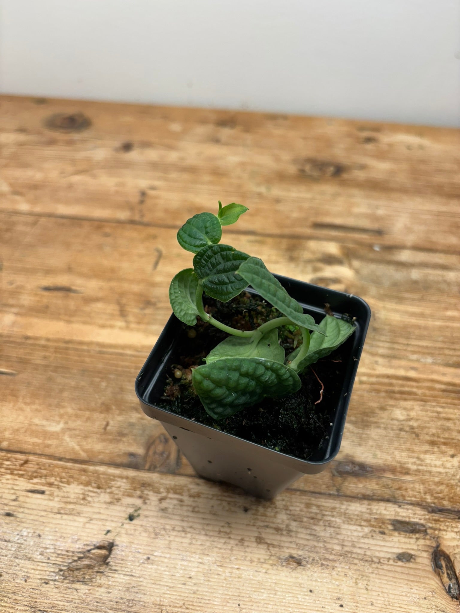 Rhaphidophora versteegii