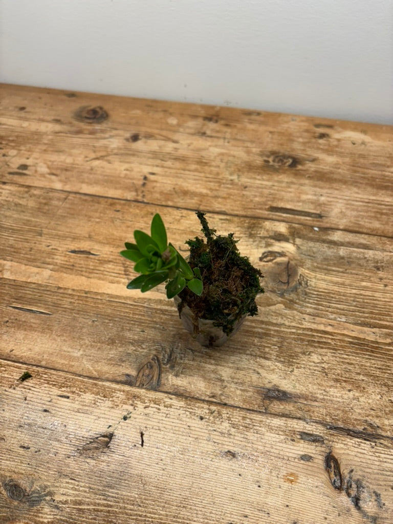 Disterigma agathosmoides