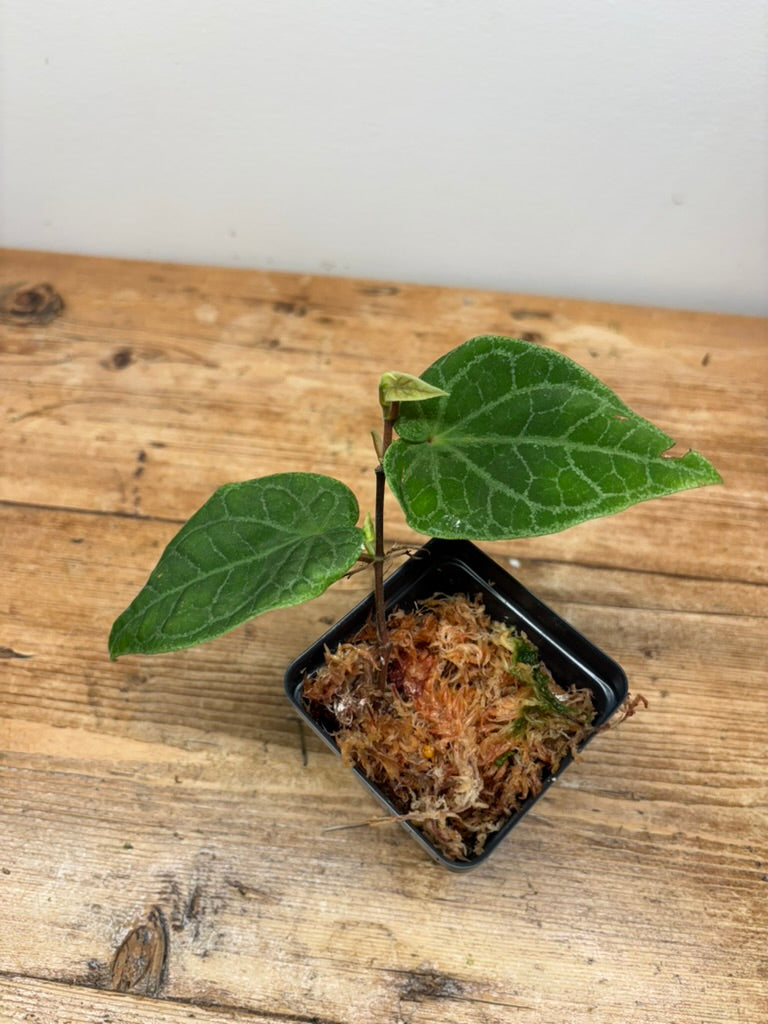 Piper sp. (West Sumatra)