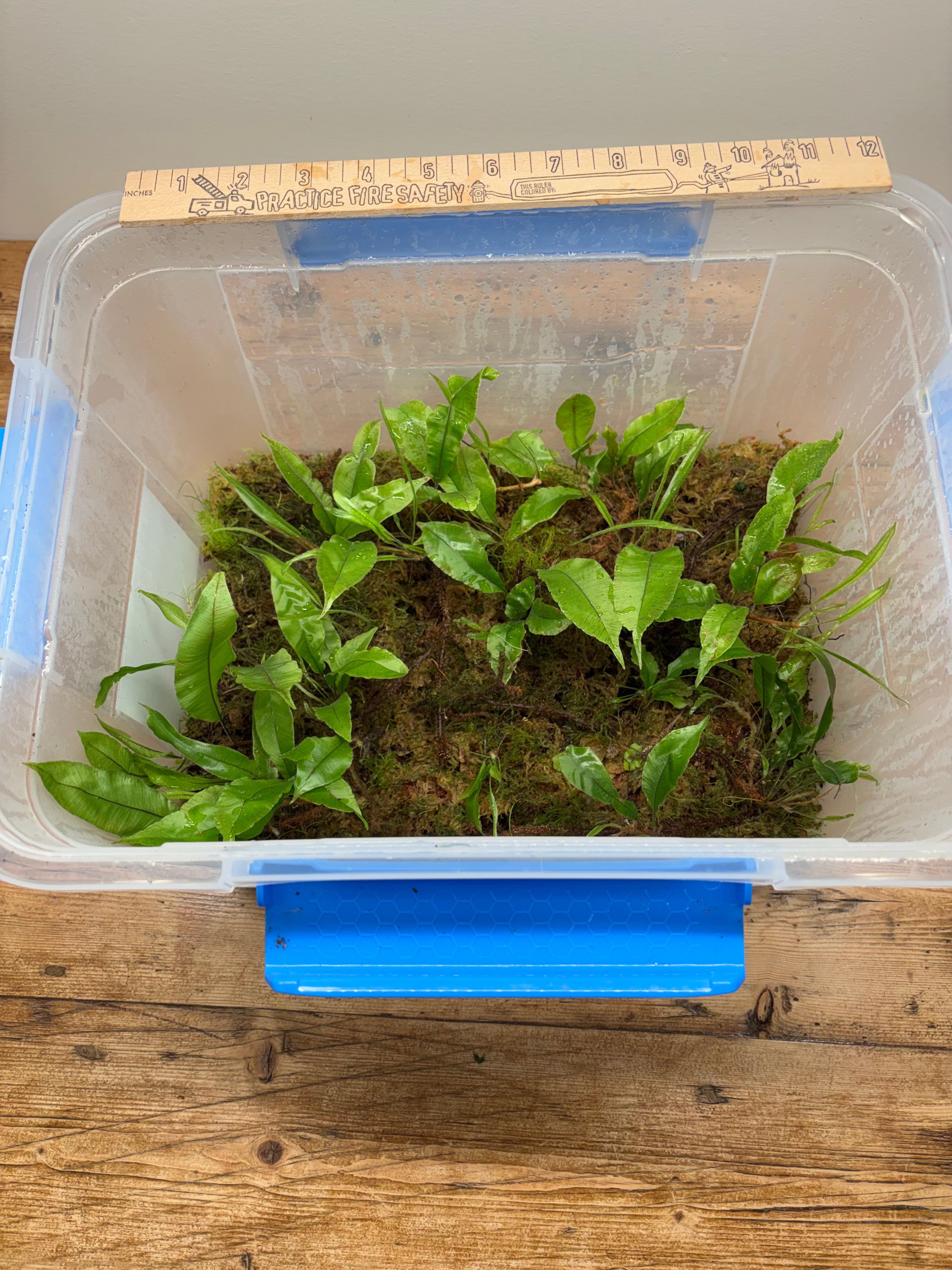 Oleandra sp. (Fortuna)