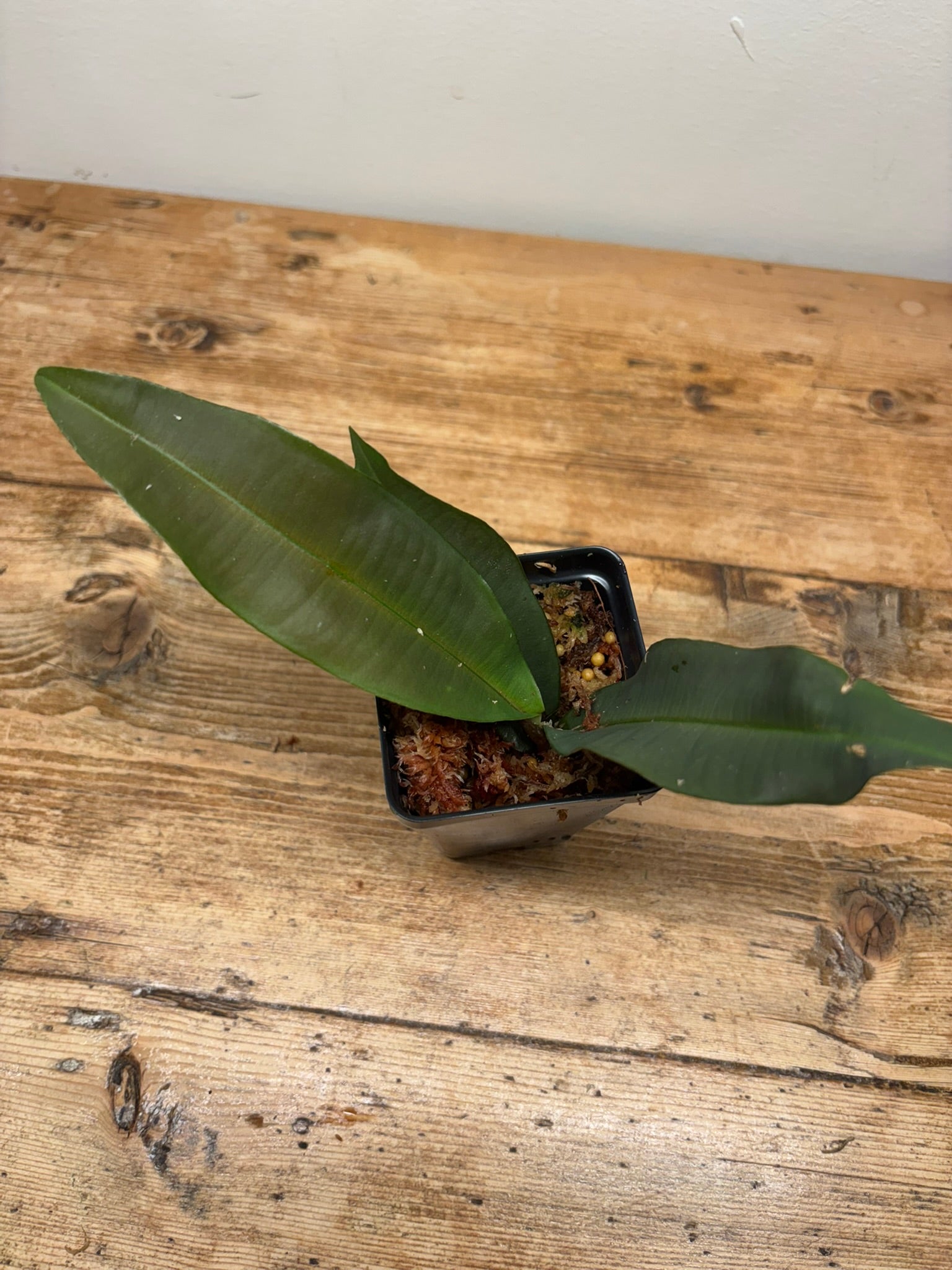 Ardisia species (Medan, Indonesia)