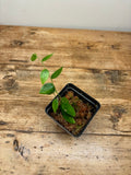 Ceratostema species