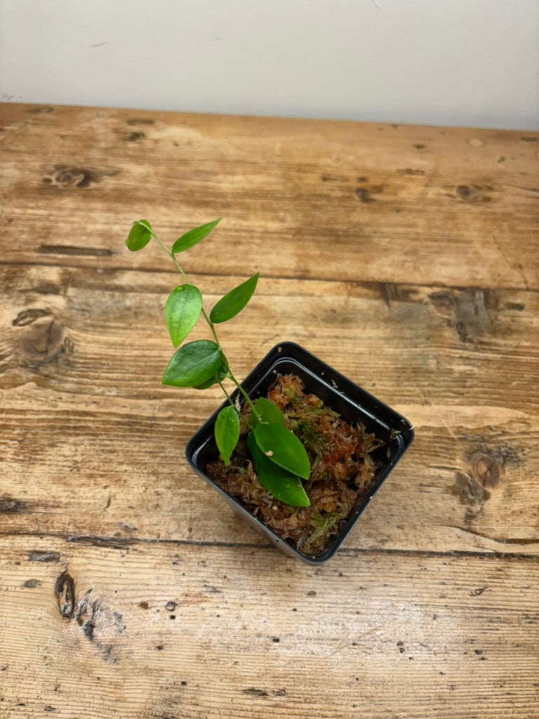 Ceratostema species
