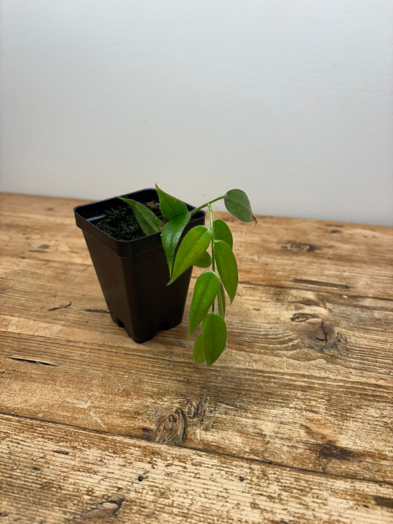 Ceratostema loucinae