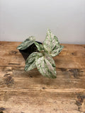 Piper sylvaticum variegated