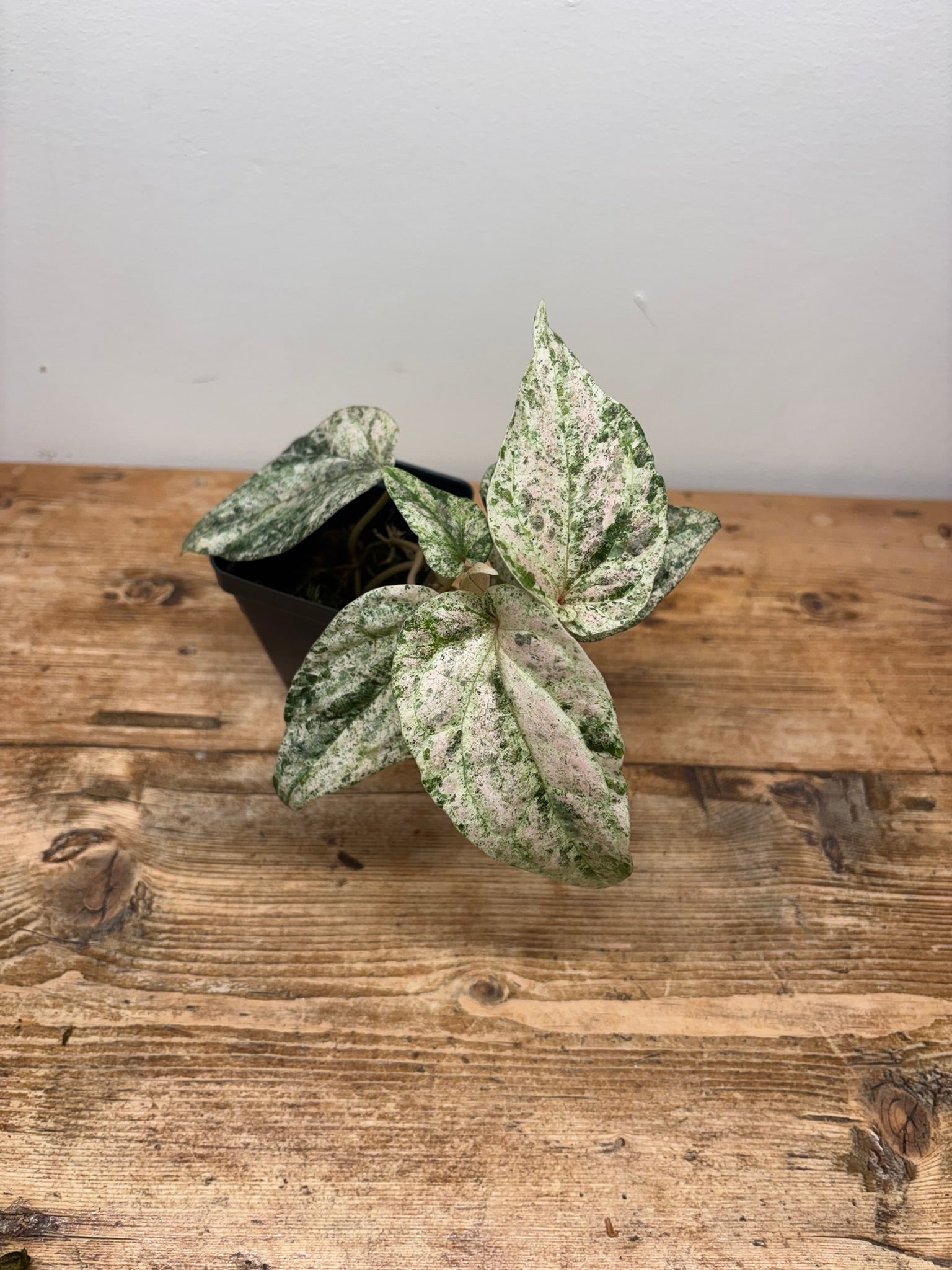 Piper sylvaticum variegated