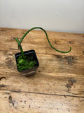 Vanilla barbellata