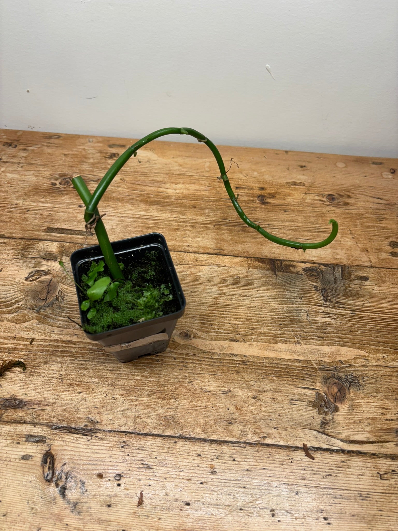 Vanilla barbellata