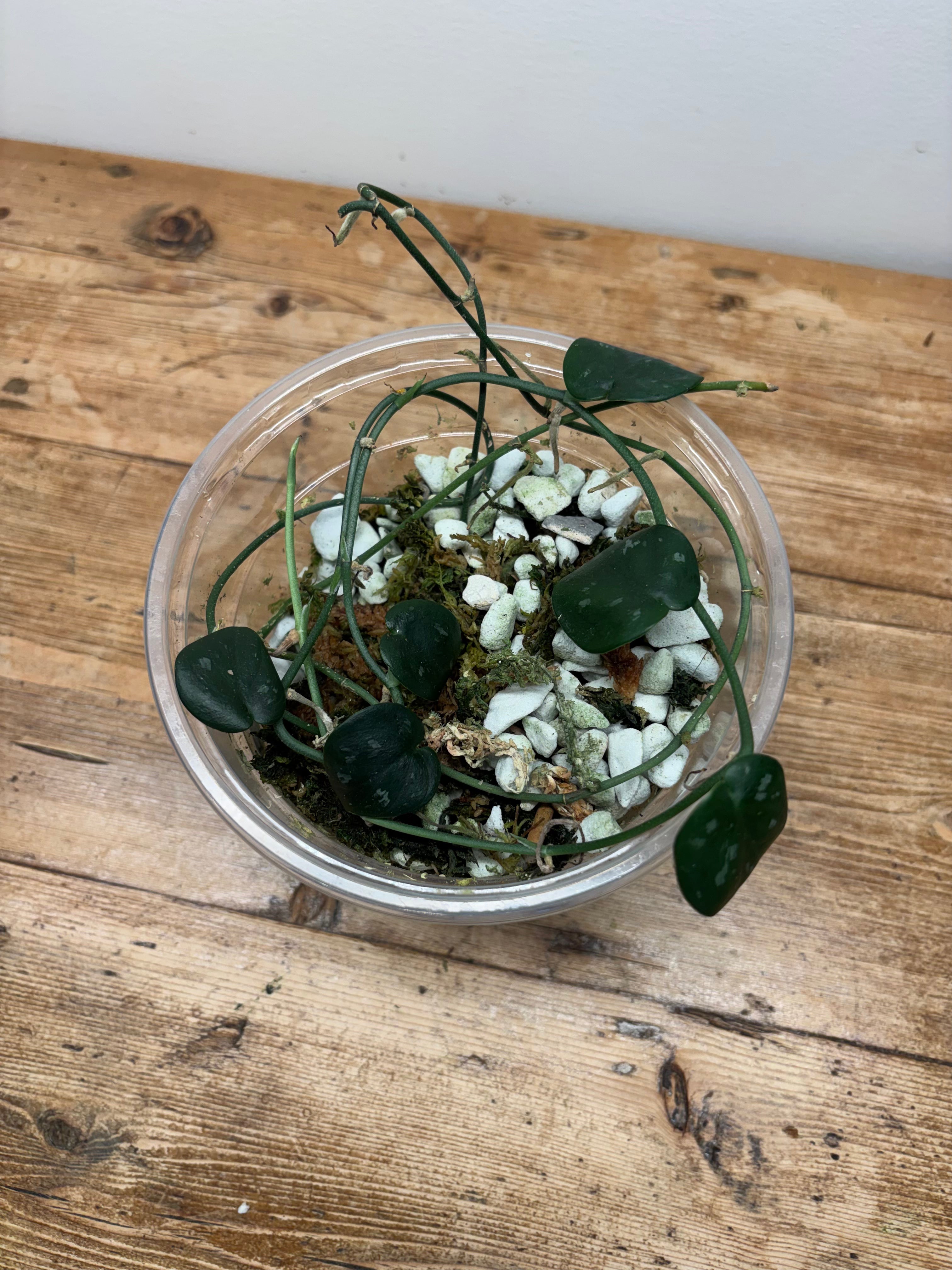 Spindapsus sp. (Borneo)