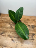 Ardisia species 'Sumbar'