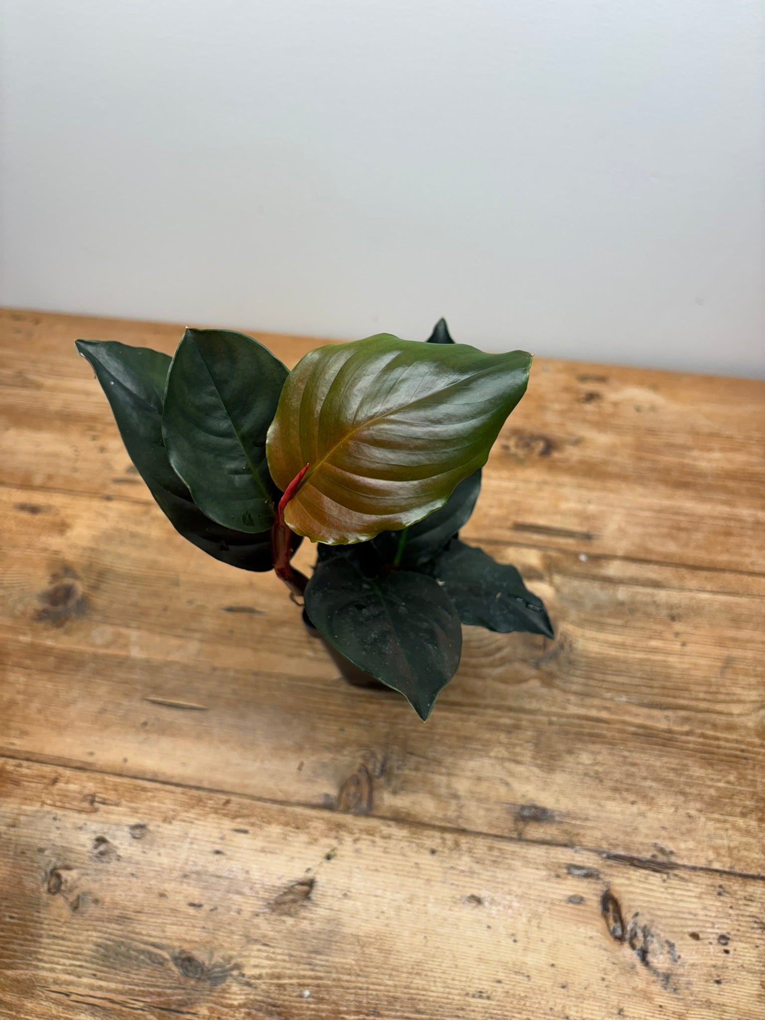 Rhodospatha Hybrid (Red)