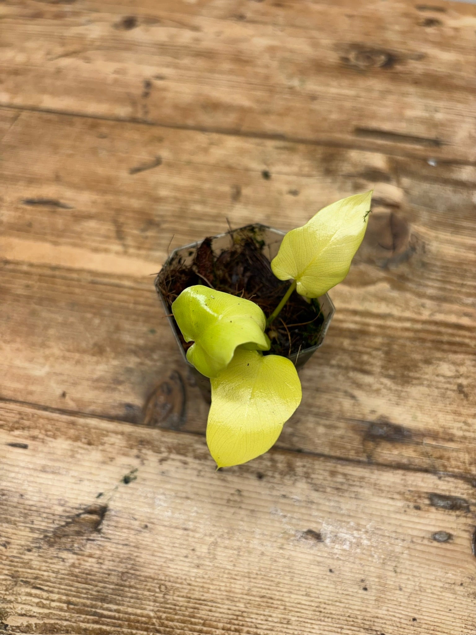 Philodendron warscewiczii