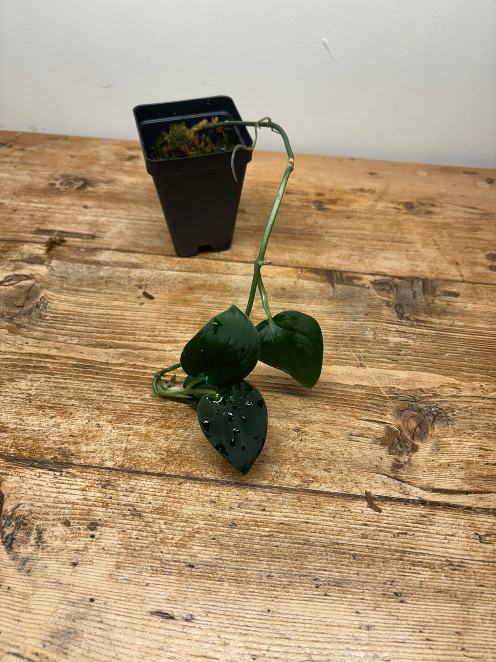 Scindapsus sp.