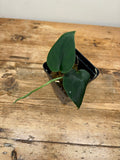Scindapsus sp.