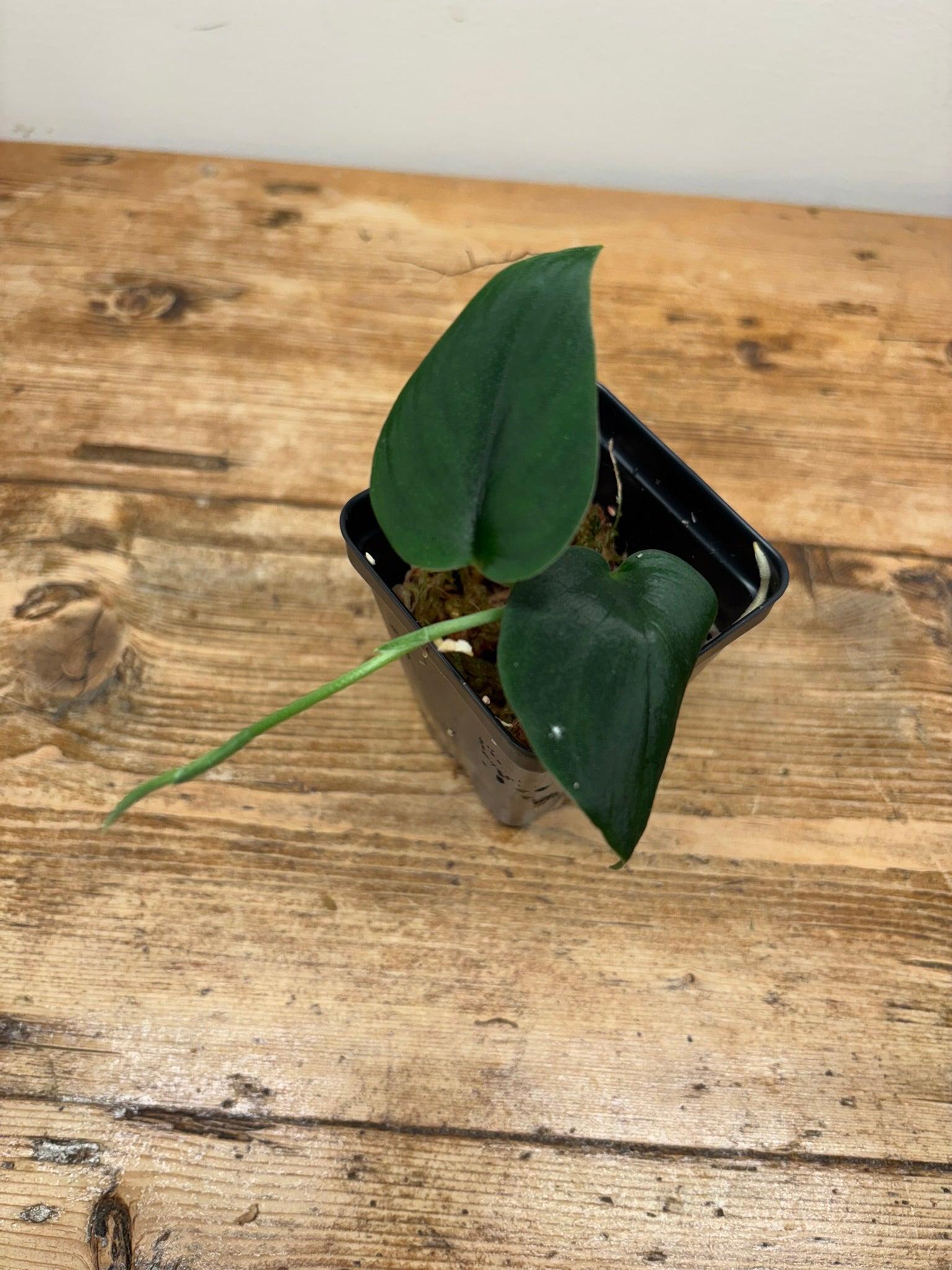 Scindapsus sp.