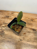 Ardisia mamillaria 'Green'