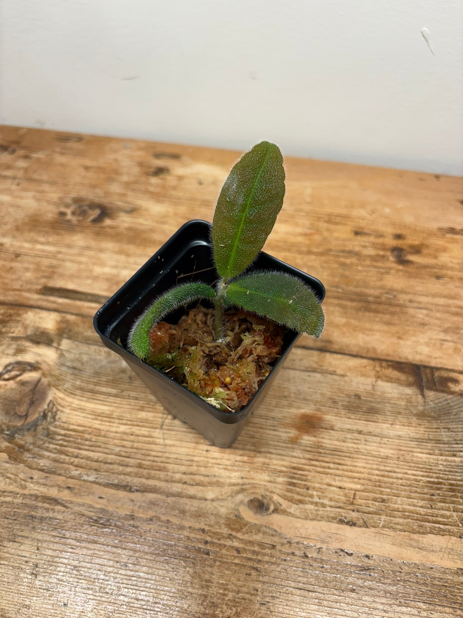 Ardisia mamillaria 'Green'