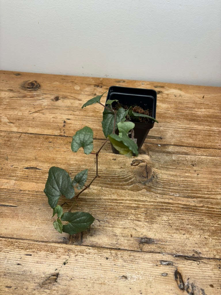 Piper sp. ‘Silver Specks’