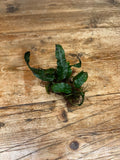 Leptochilus species (India)
