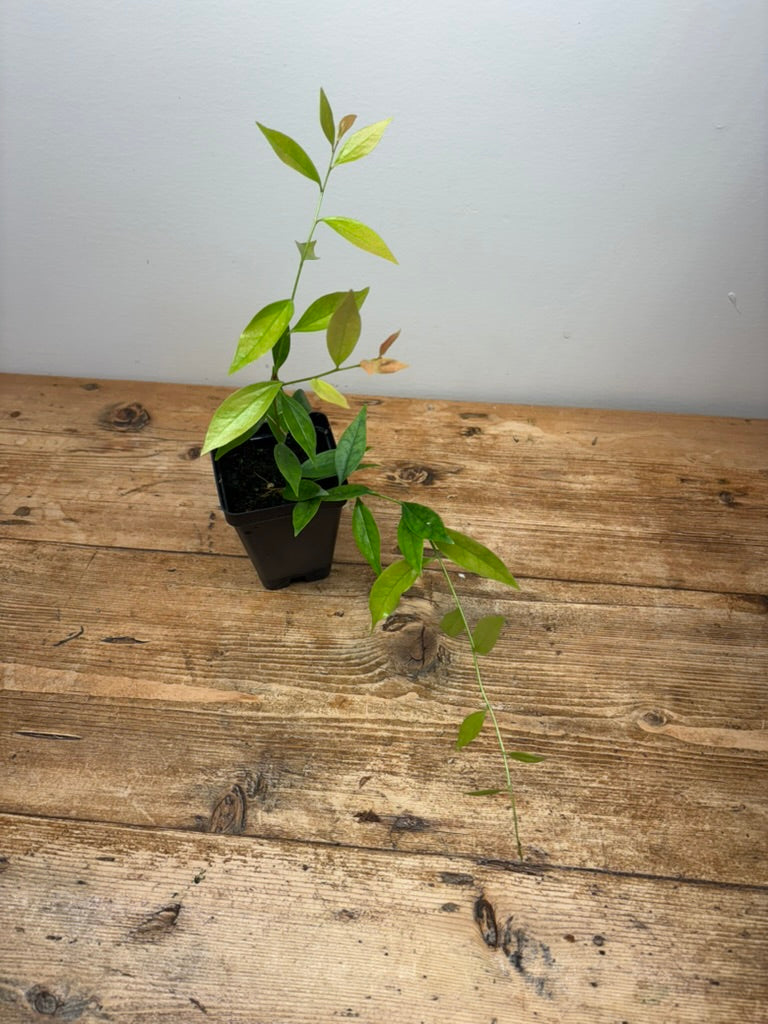 Macleania floribunda
