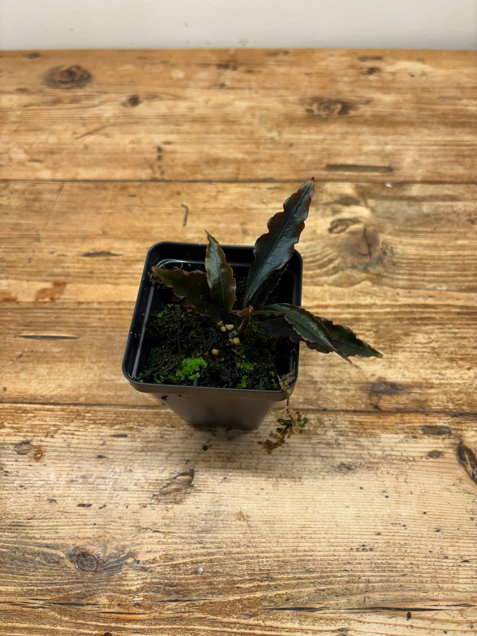 Labisia sp. (Northern Thailand)