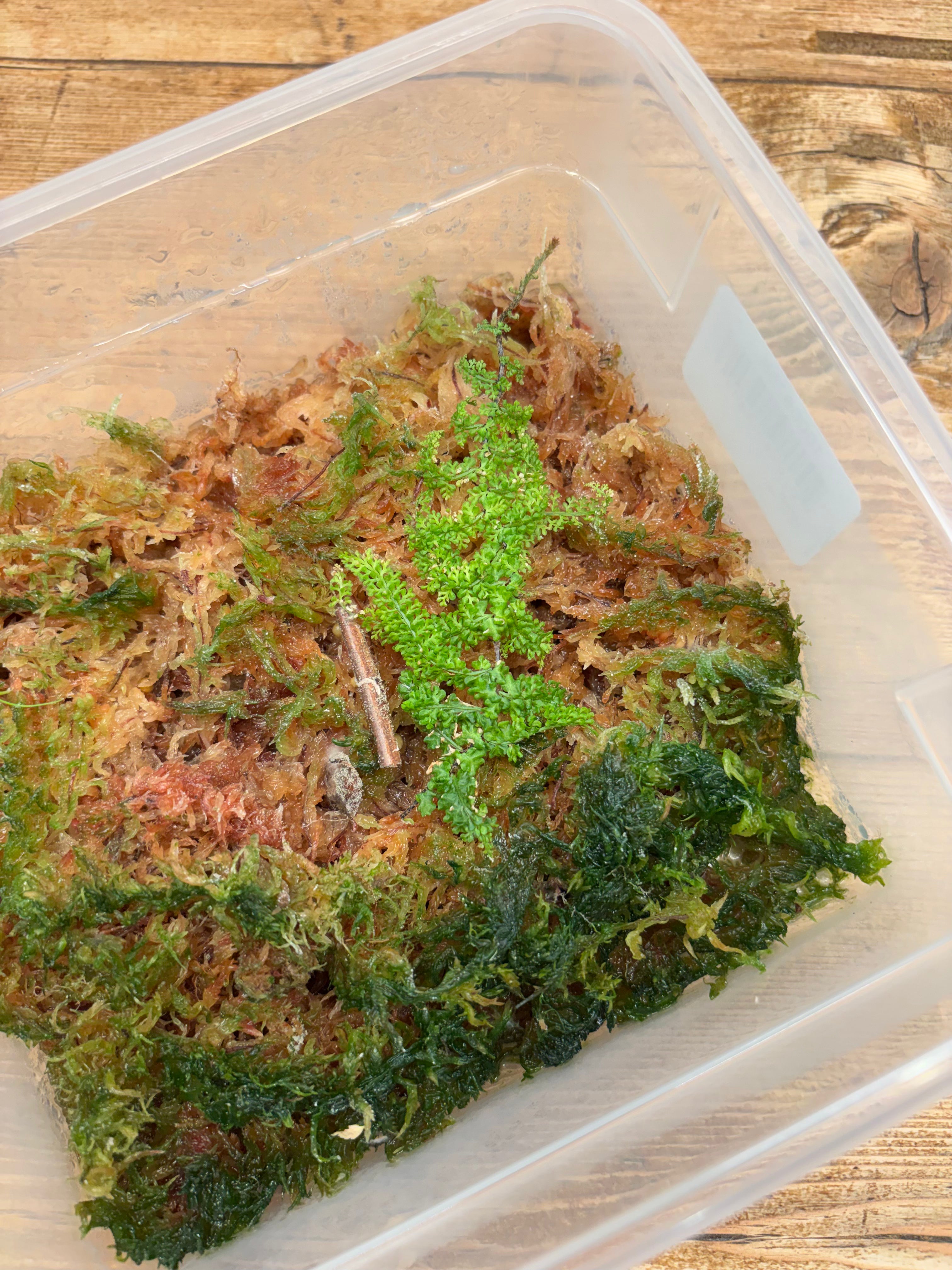 Teratophyllum sp. (Sumatra)